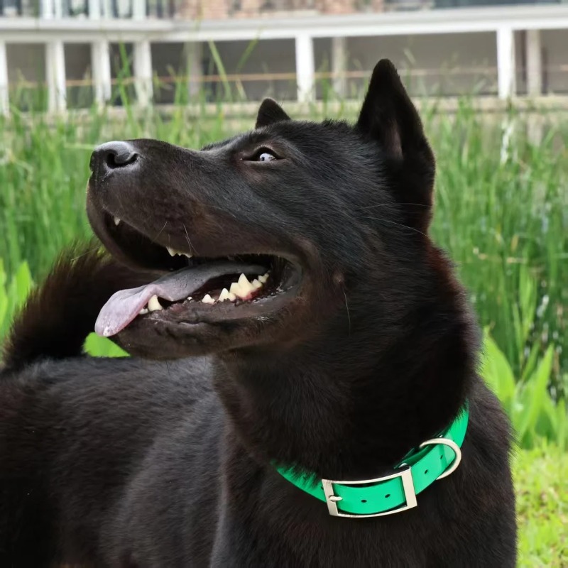 2.5cm Wide Heavy Duty TPU Dog  - Outdoor Hunting Dogs recension och pris